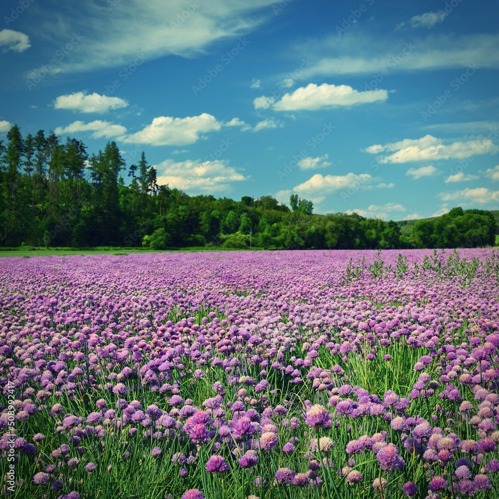 Landscape with purple chives flowers. Summer sunny day with sun, blue sky and colorful nature background. Landscape with purple chives flowers. Summer sunny day with sun, blue sky and colorful nature background.