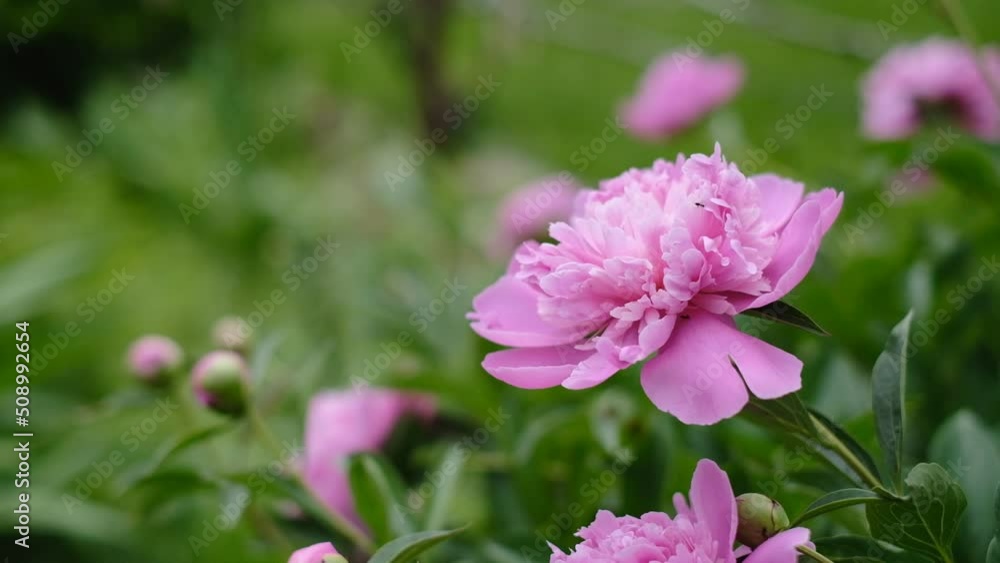 Pink peonies bloomed in the garden in spring. Commercial cultivation of peonies. Pink peonies bloomed in the garden in spring. Commercial cultivation of peonies.