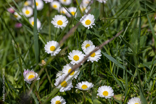 white beautiful flowers in green grass © rsooll