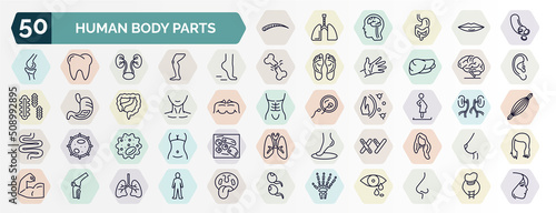 set of human body parts web icons in outline style. thin line icons such as human eyebrow, blood vessel, tiptoe feet, brain body organ, human neck, woman pregnant, basophil, masculine chromosomes,