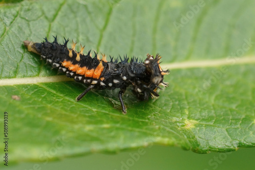 Closeup on cannibalism predation of a larvae Asian ladybird beetle, Harmonia axyridis © Henk