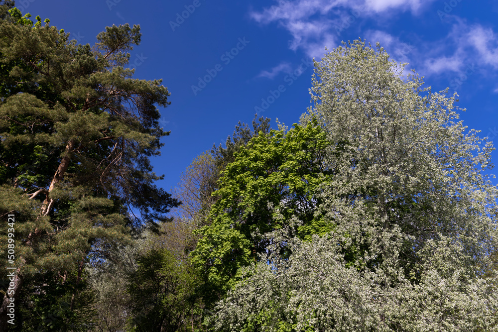 deciduous trees in the spring season with green foliage deciduous trees in the spring season with green foliage