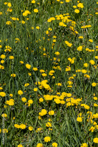 spring flowers dandelions on the field during blooming