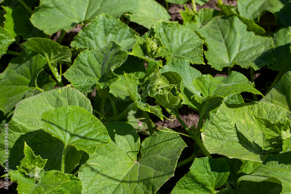 cucumber plants in greenhouses for industrial cultivation cucumber plants in greenhouses for industrial cultivation
