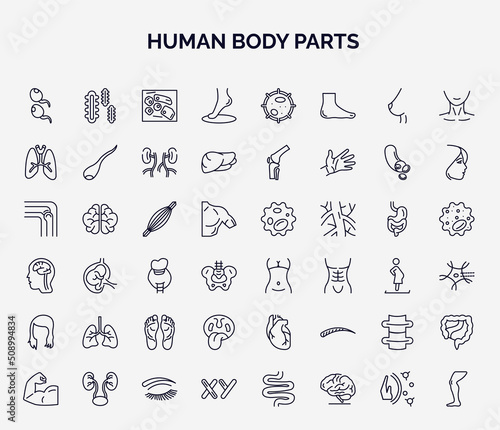 set of human body parts web icons in outline style. thin line icons such as two spermatozoon, foot side view, lungs with the trachea, human muscle, female hips and waist, human lungs, tonsil, spine