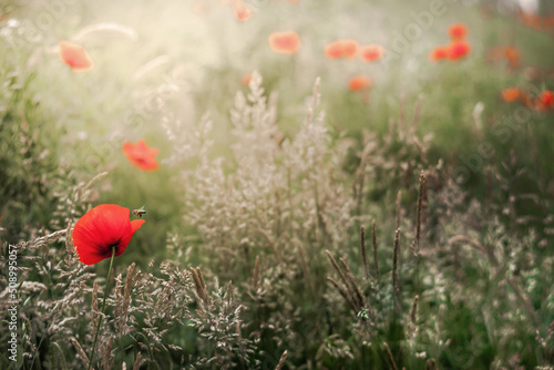 Czerwone kwiaty maku na rozświetlonej promieniami łące. Naturalne tło w nieostrości zielona łąka. Bokeh. Tapeta, obraz.. 