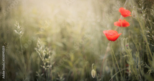  Czerwone kwiaty maku na rozświetlonej promieniami łące. Naturalne tło w nieostrości zielona łąka. Bokeh. Tapeta, obraz..  photo