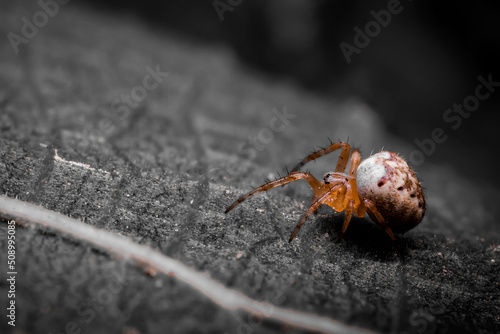Fototapete Wildlife crab spider macro photography