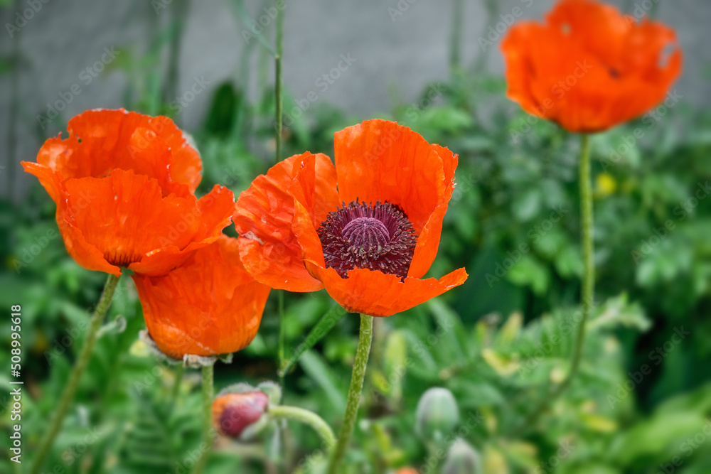 Red poppy blooms in the garden Red poppy blooms in the garden