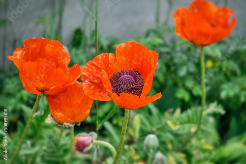 Red poppy blooms in the garden