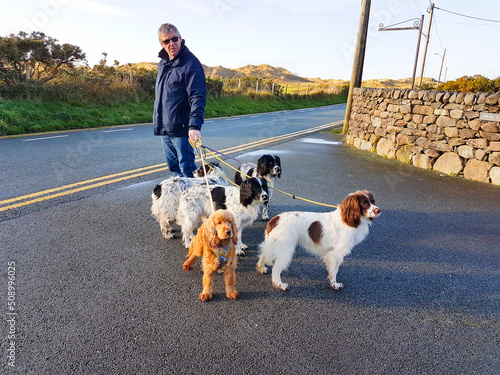 Photography Man preparing to walk his five spaniel dogs on a winters day in Harlech Wales the dogs are all happily waiting walk on leads to the beach where they will be allowed to run free