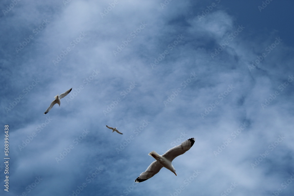 Fototapeta premium Seagulls flying over the promenade at Llandudno in North Wales.