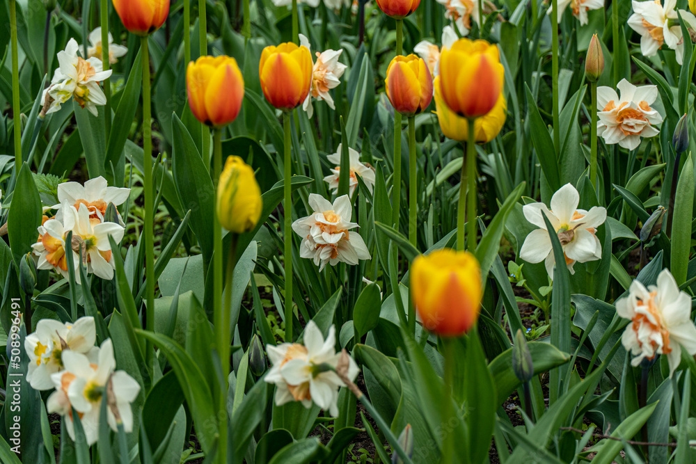 yellow and red tulips yellow and red tulips