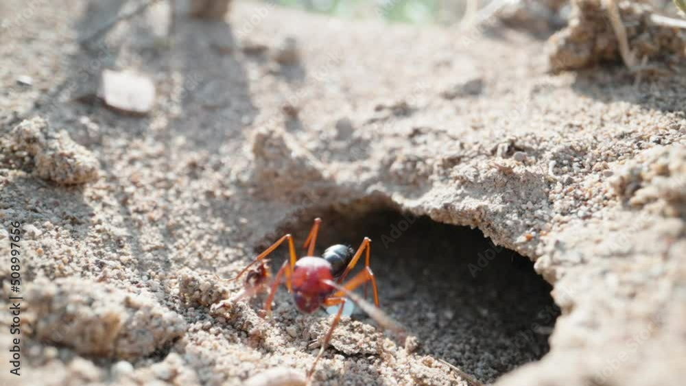 The burrow of large red ants. Came out to see, super macro The burrow of large red ants. Came out to see, super macro