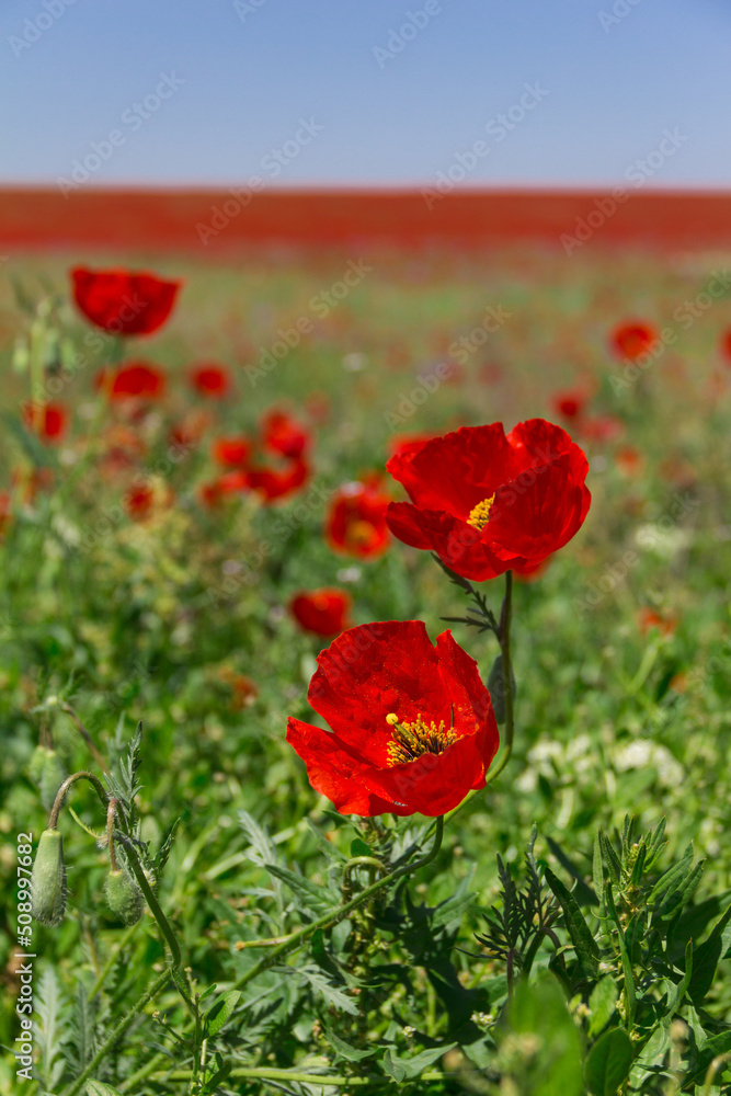 Naklejka premium blossom poppies