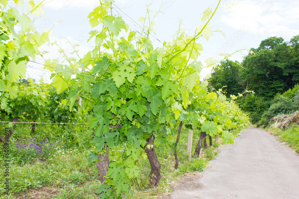 Vineyard in Sicily on Etna vulcan. Italian wine grape variety. Sicilia, Etna, Italy. Rows of vines