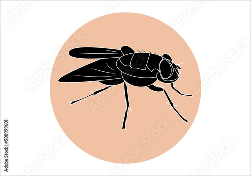 Mosca negra. Insecto. Silueta de mosca negra sobre círculo naranja