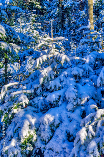 Frozen landscape covered with snow during cold winter day.