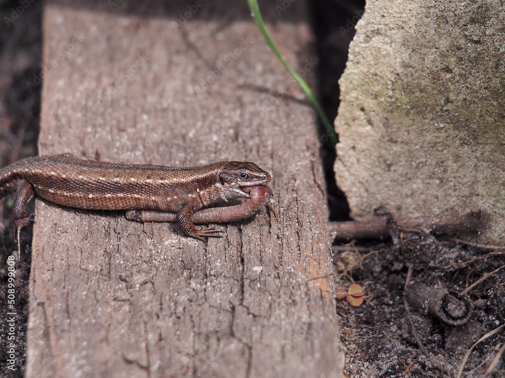 A lizard has caught an earthworm and is trying to eat it. Stock Photo