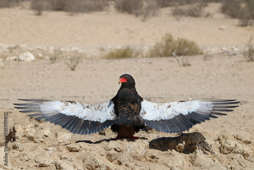Photos Bateleur Eagle sunbathing or anting with outstretched wings, Kgalagadi, South Af