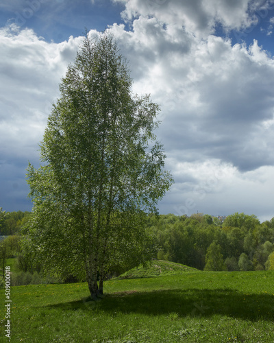 Obraz na płótnie Birch in spring in the park w salonie