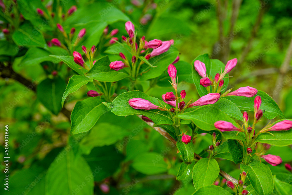 Weigela florida plant with flowers in full bloom in a garden. Weigela florida plant with flowers in full bloom in a garden.