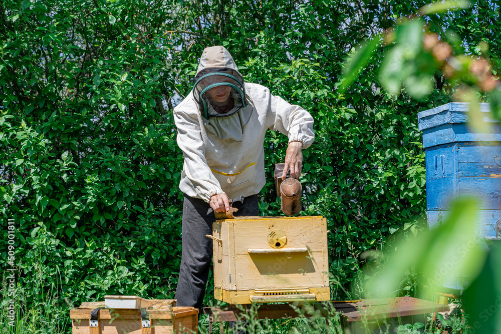 The beekeeper performs work in the apiary. Beekeeping concept. The beekeeper works as a smoker. The beekeeper performs work in the apiary. Beekeeping concept. The beekeeper works as a smoker.