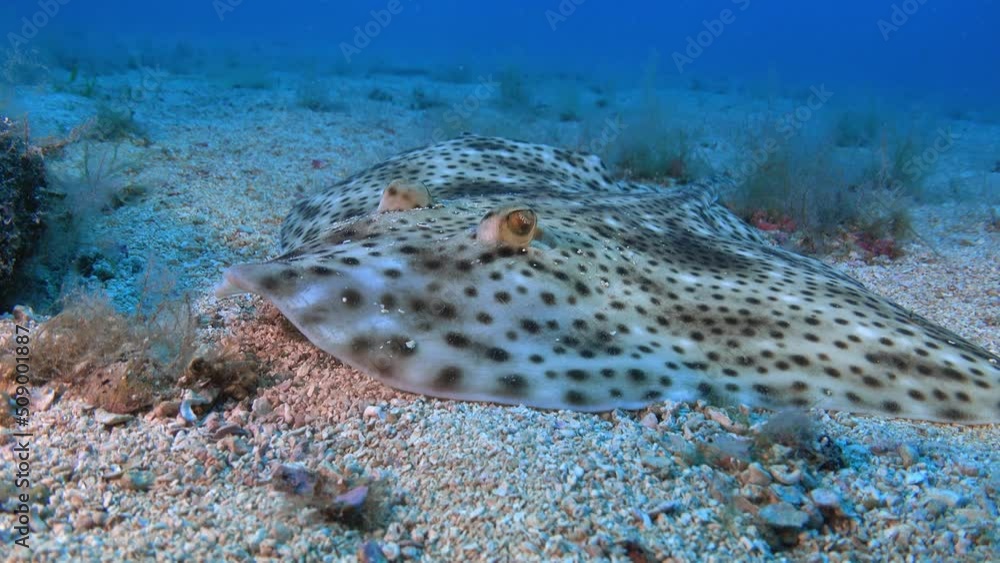 Deep underwater scene - Beautiful stingray over a sand seabed Deep underwater scene - Beautiful stingray over a sand seabed