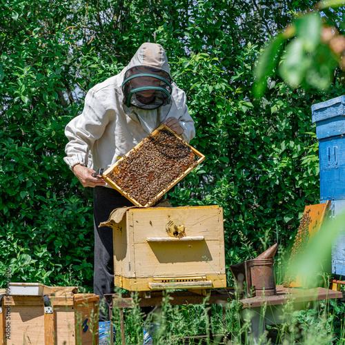 The beekeeper performs work in the apiary. Beekeeping concept. The beekeeper works with honey frames. © Michael