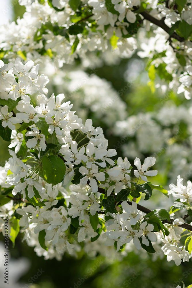 White blooming flowers on blurred background. Apple tree bloom in sunshine in garden and park. Beautiful backdrop for Easter, spring or summer blossom concept. Close up, selective soft focus, vertical White blooming flowers on blurred background. Apple tree bloom in sunshine in garden and park. Beautiful backdrop for Easter, spring or summer blossom concept. Close up, selective soft focus, vertical