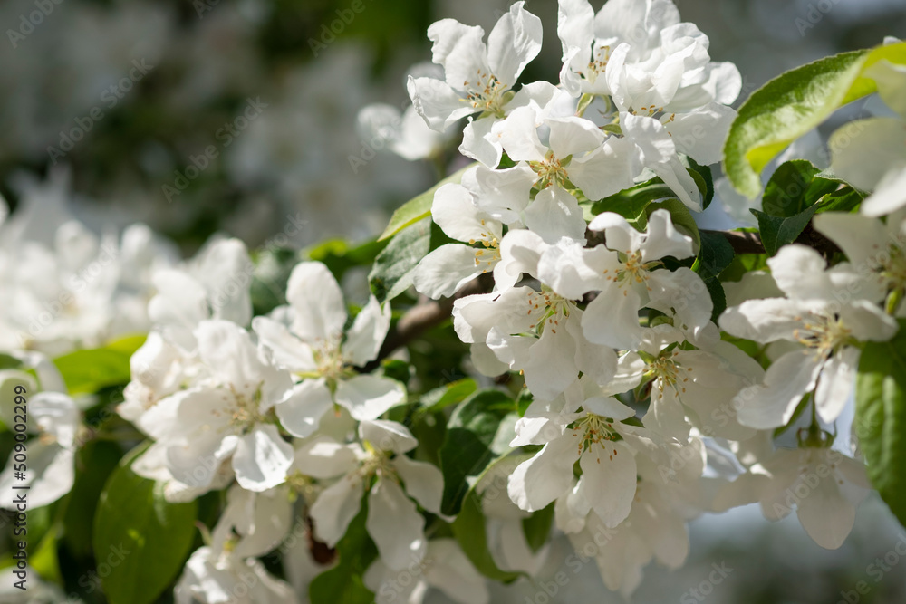 White blooming flowers on blurred background. Apple tree bloom in sunshine in garden and park. Beautiful backdrop for Easter, spring or summer blossom concept. Close up, selective soft focus White blooming flowers on blurred background. Apple tree bloom in sunshine in garden and park. Beautiful backdrop for Easter, spring or summer blossom concept. Close up, selective soft focus