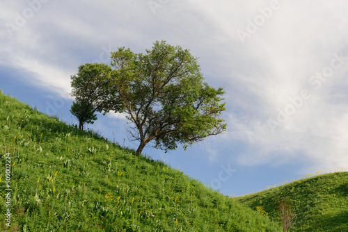 Green foothills with tree (surroundings of the city of Almaty)