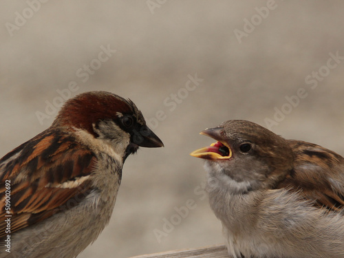 A house sparrow fledging getting fed by the parent