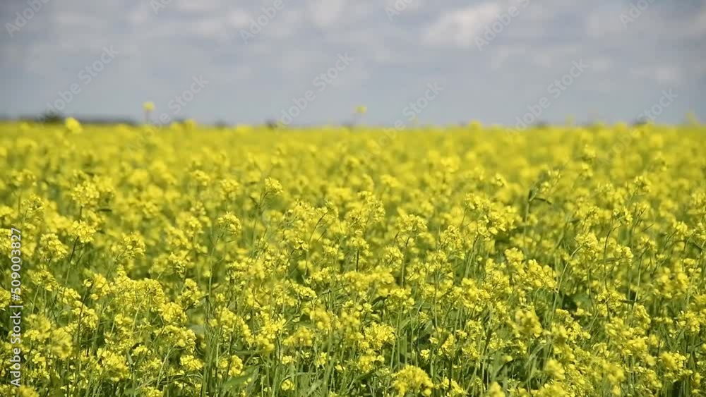 Mustard flower field is full blooming Mustard flower field is full blooming