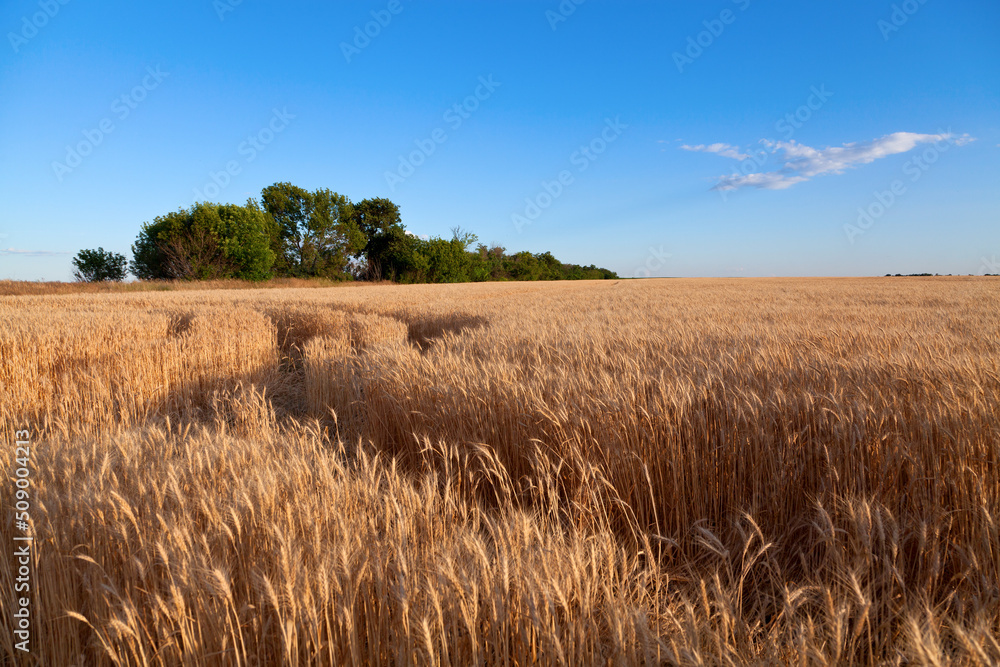 Golden wheat and rye field under blue sky in Ukraine, near the country road, harvesting time.