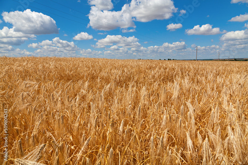 Golden wheat and rye field in Ukraine, blue sky with white clouds. Happy peaceful country before russian invasion.