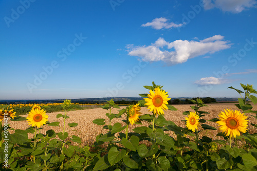 Yellow sunflowers under blue sky, golden wheat field  in Ukraine. Harvest time.