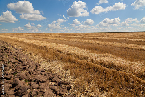 Hay and straw on wheat field after harvesting under blue sky, peaceful Ukraine before russian invasion.