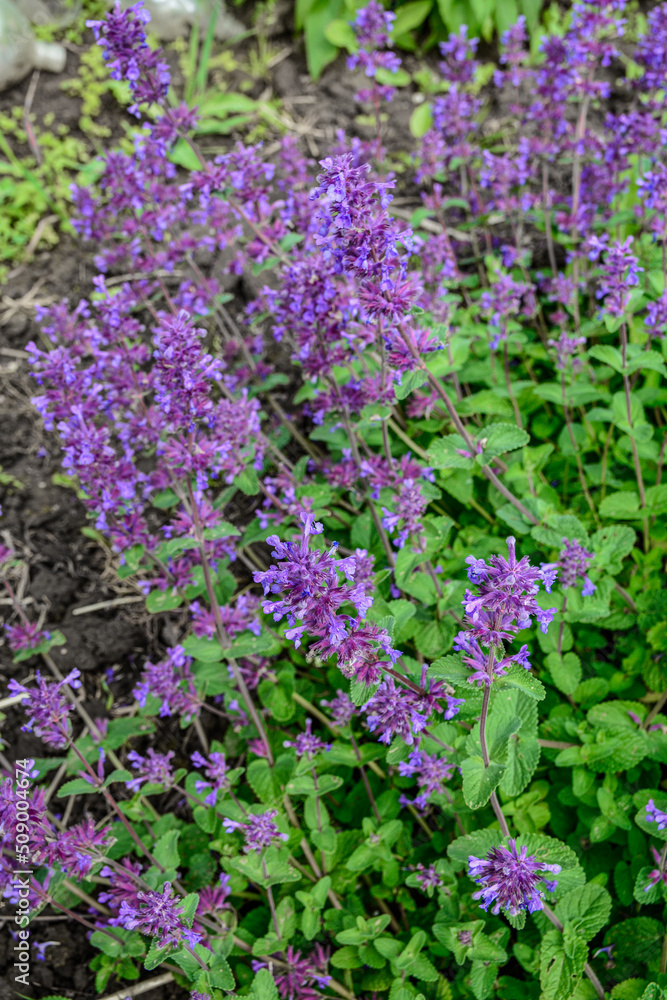 Nepeta transcaucasica purple wild spring flower Nepeta transcaucasica purple wild spring flower