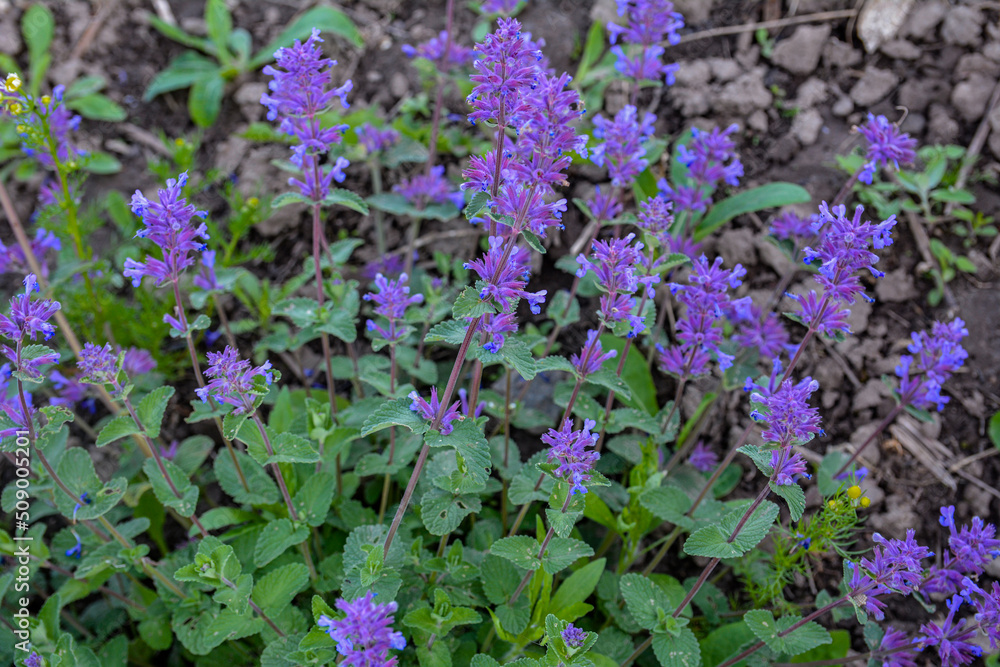 Nepeta transcaucasica purple wild spring flower