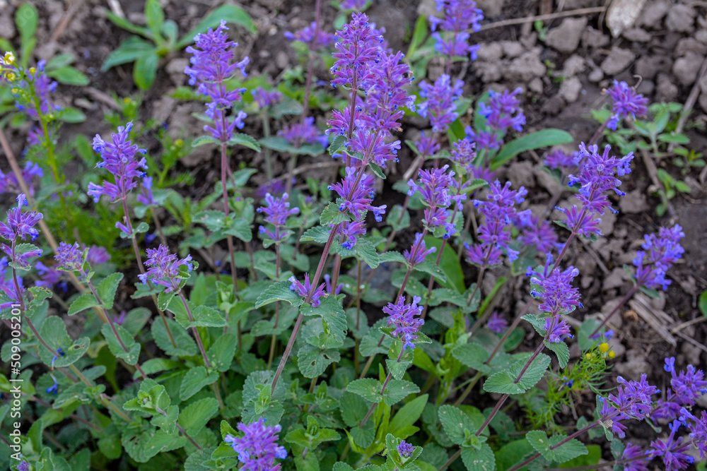 Nepeta transcaucasica purple wild spring flower Nepeta transcaucasica purple wild spring flower
