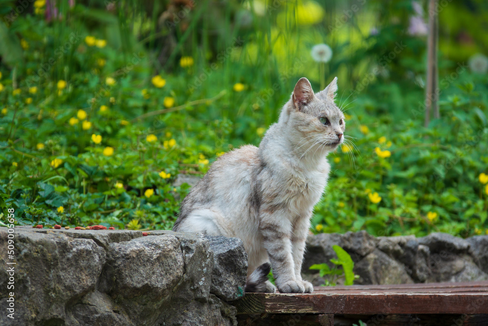 Fototapeta premium Funny stray cat on the park bench.