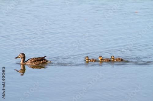 beautiful ducks by the lake