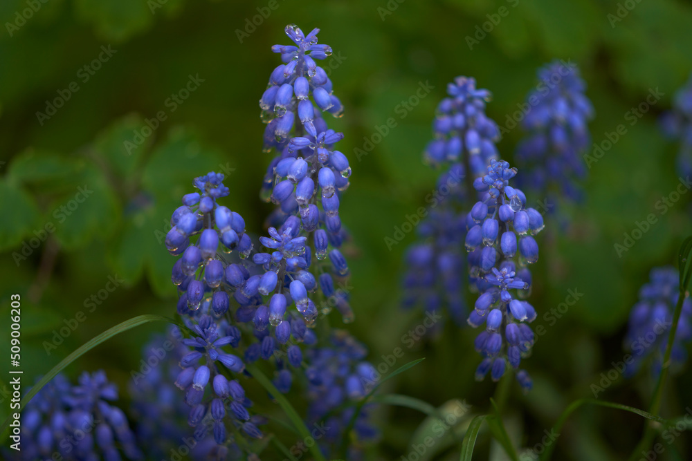 Rainy day. Bright blue muscari raindrops on a green blurred background of wet leaves of water intakes. Selective focus. Rainy day. Bright blue muscari raindrops on a green blurred background of wet leaves of water intakes. Selective focus.