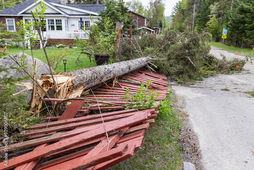 A fallen pine tree is seen severed near the base, damaging local property and demolishing a fence after major storm brings tornado strength winds. 