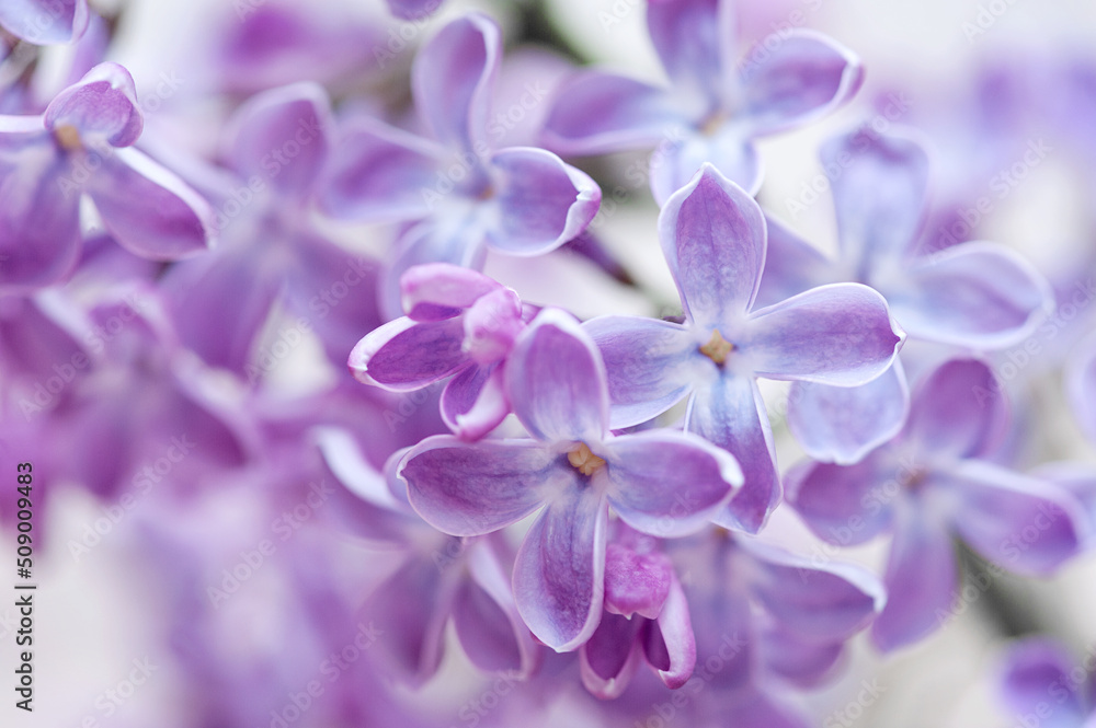 Macro image of lilac purple flowers, abstract soft floral background