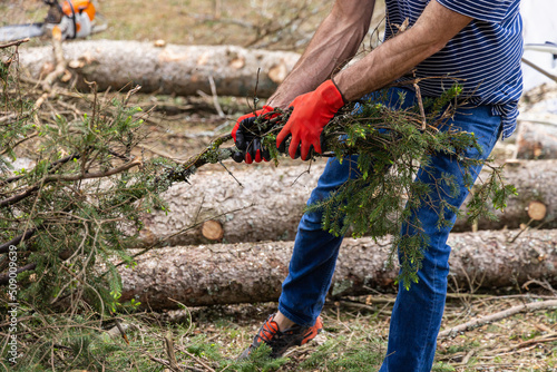 Vászonkép Closeup side view on arms and legs of a man with muscular arms wearing red safety gloves, pulling tree branches in the aftermath of stormy weather