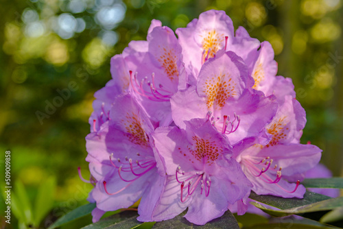 Kwiat rododendrona oświetlony zachodzącym słońcem, w tle efekt bohet