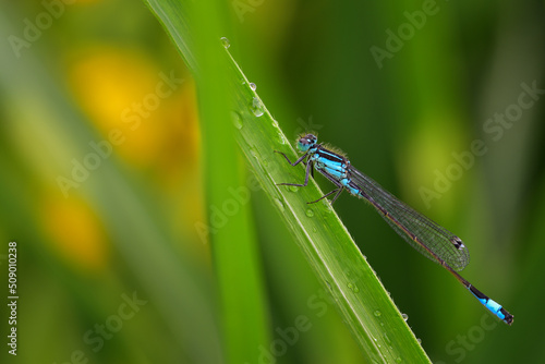 Blue damselfly dragonfly close up on leaf with raindrops