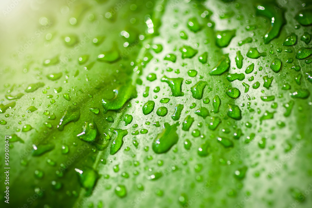Tropical leaf with water drops close up